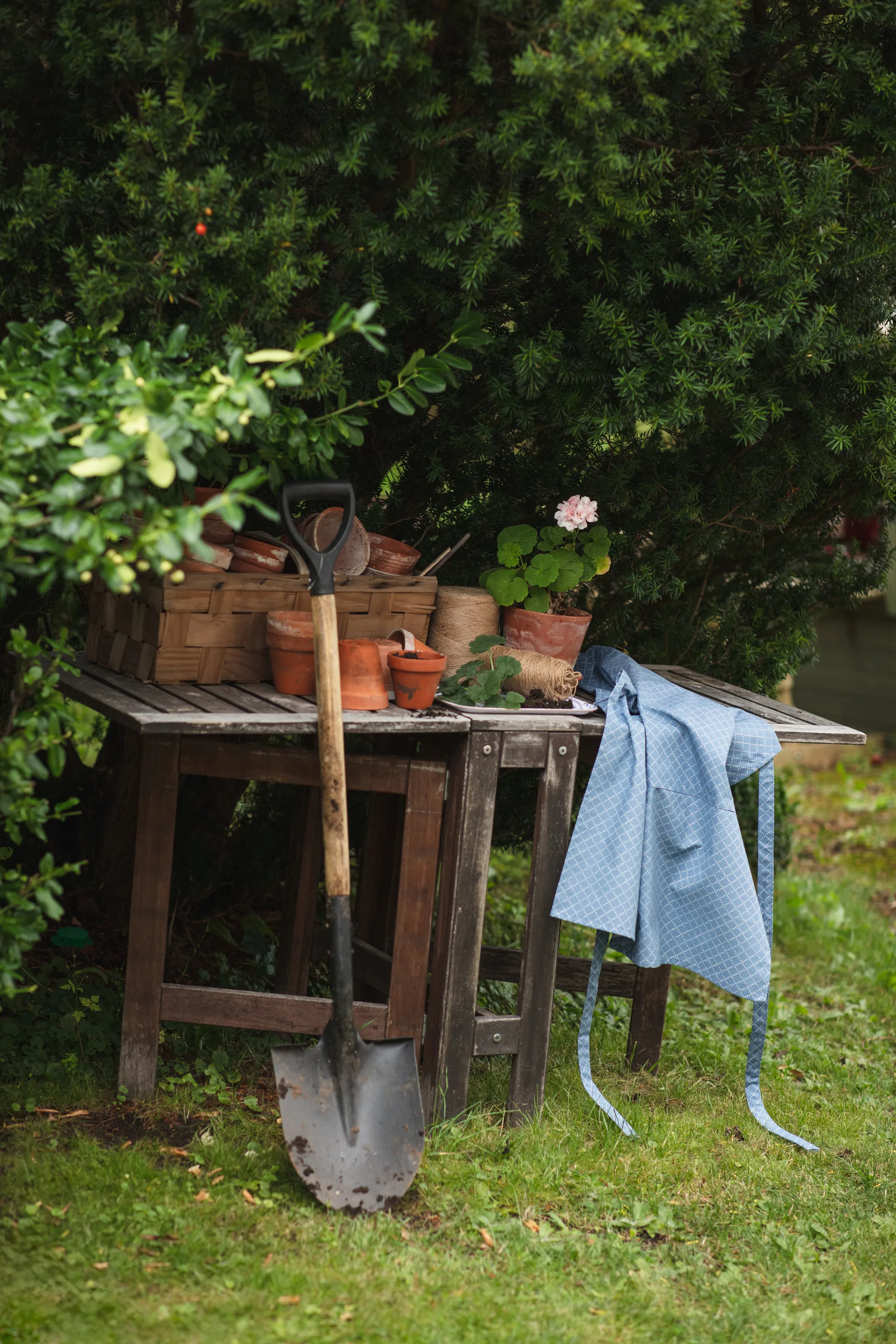 Prickruta esiliina, Sininen Almedahls