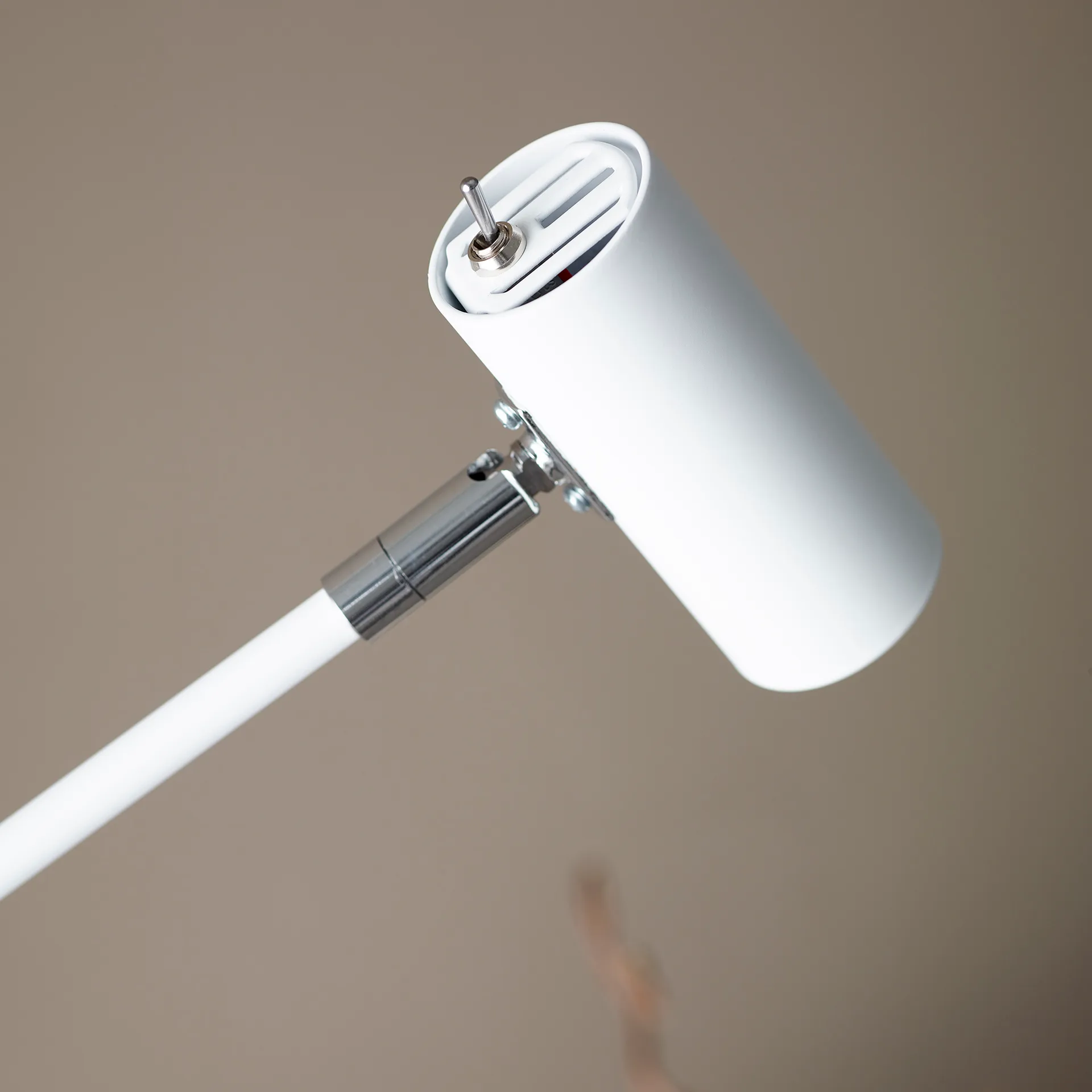 Cato lattiavalaisin, Mattavalkoinen Belid