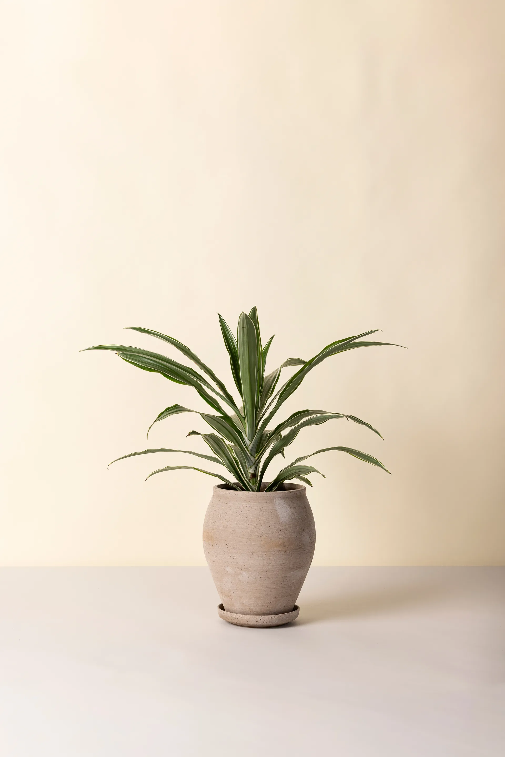 Delphi ruukku aluslautasella 2 osaa, Grey, Ø22 cm, korkea Bergs Potter