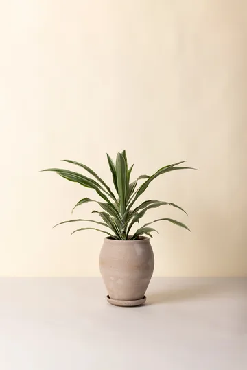 Delphi ruukku aluslautasella 2 osaa - Grey, Ø22 cm, korkea - Bergs Potter