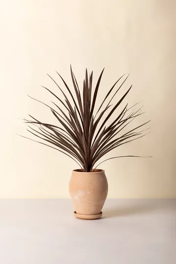 Delphi ruukku aluslautasella 2 osaa - Rosa, Ø22 cm, korkea - Bergs Potter