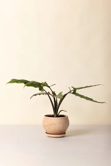 Delphi ruukku aluslautasella 2 osaa - Rosa, Ø24 cm, matala - Bergs Potter