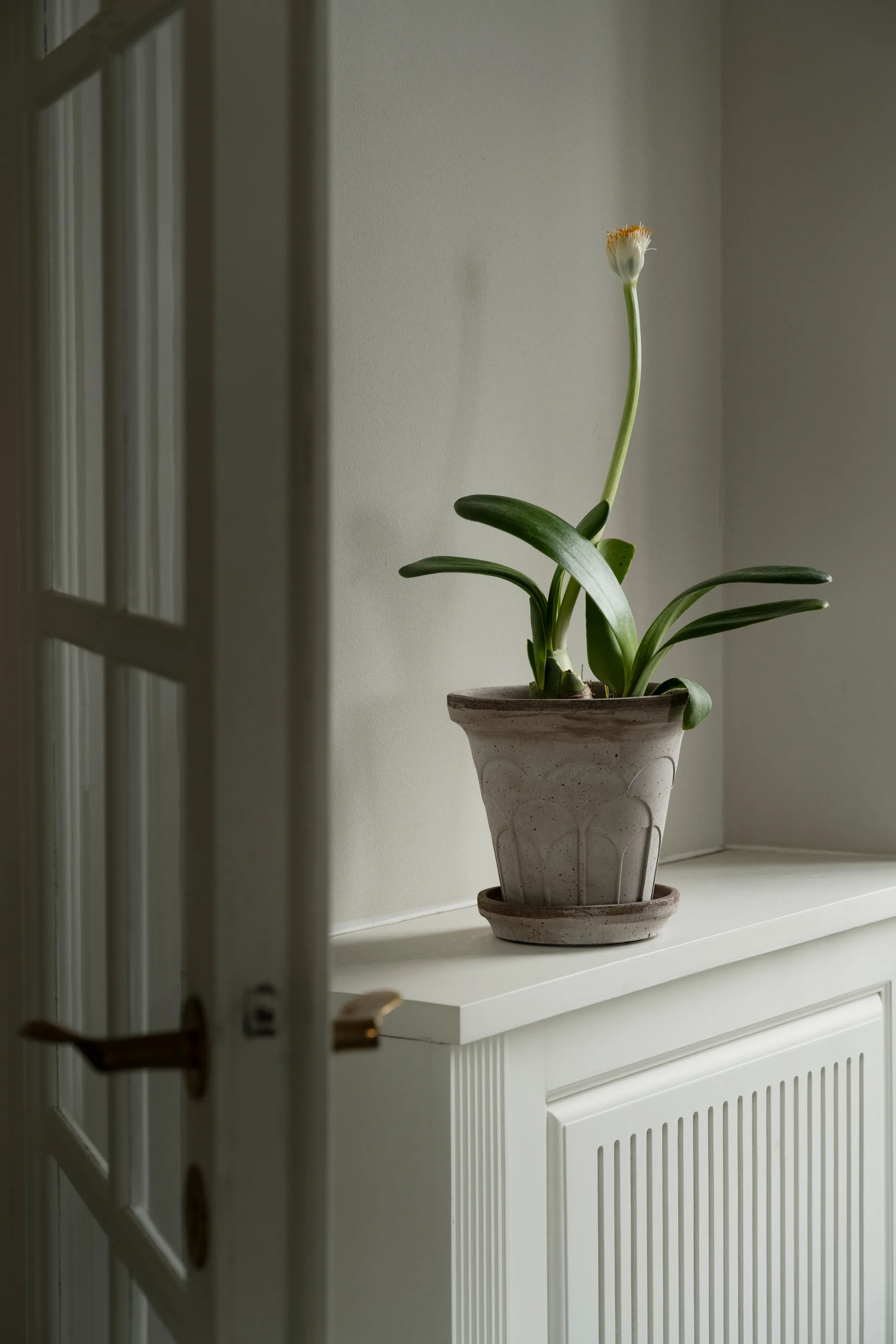 Fleur ruukku aluslautasella 2 osaa, Grey, Ø18 cm Bergs Potter