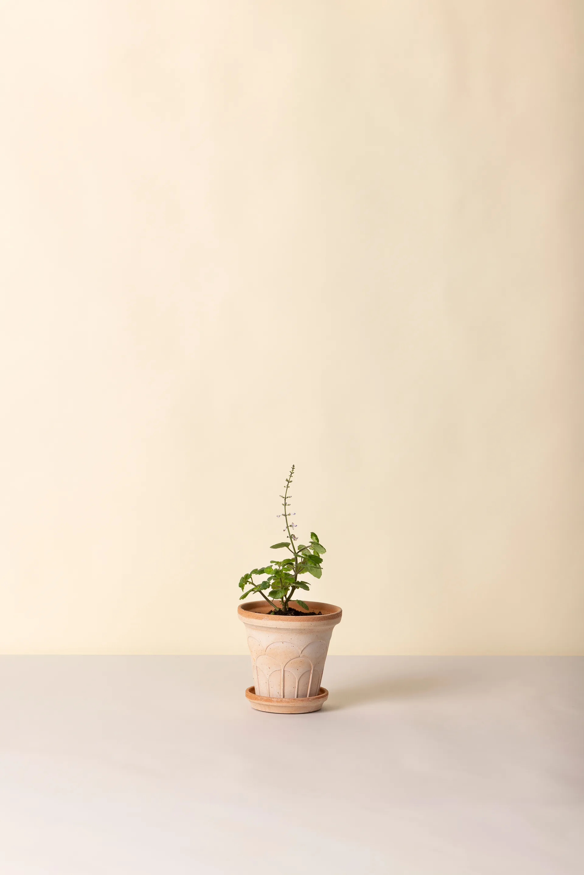 Fleur ruukku aluslautasella 2 osaa, Rosa, Ø14 cm Bergs Potter