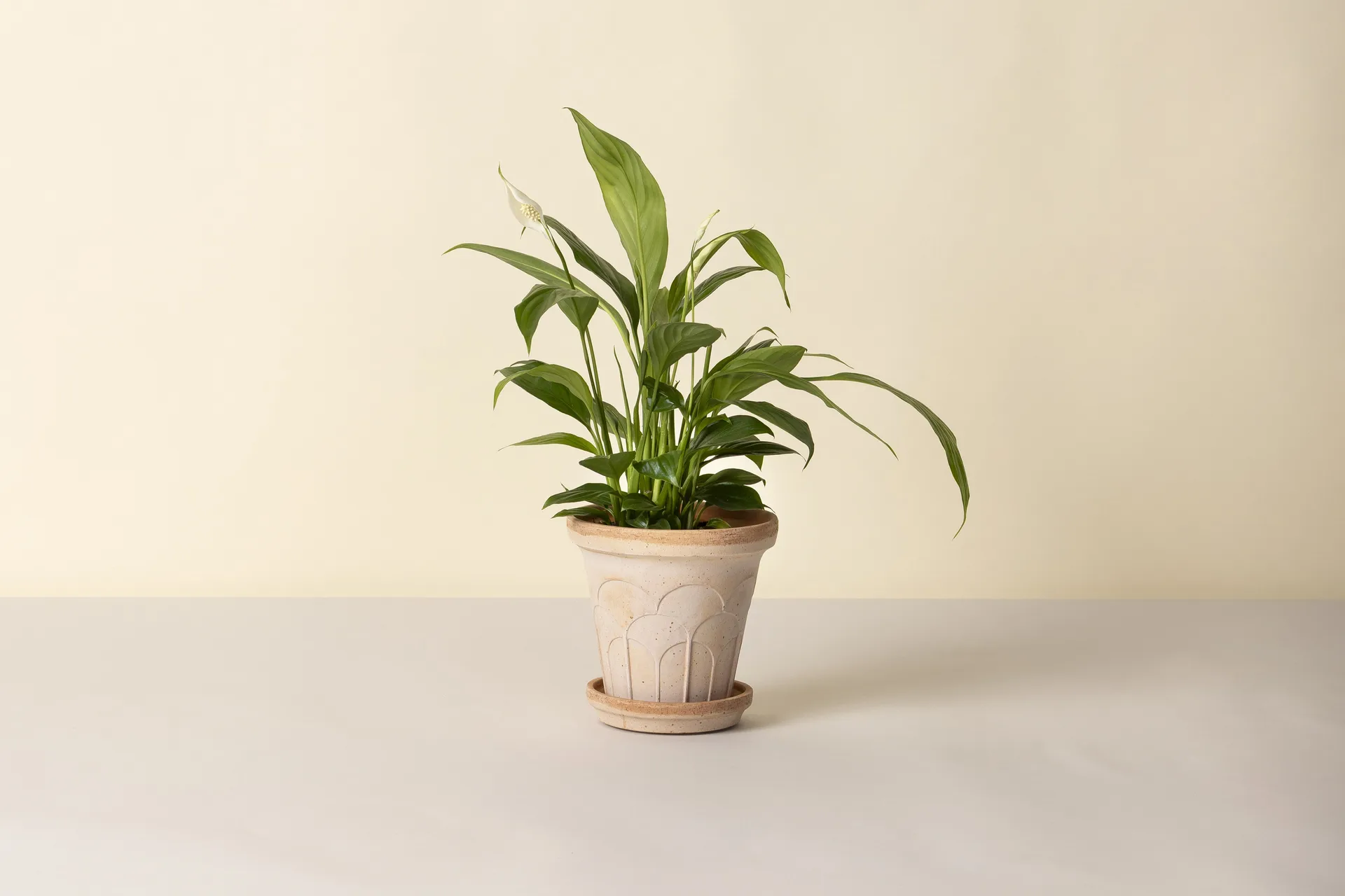 Fleur ruukku aluslautasella 2 osaa, Rosa, Ø16 cm Bergs Potter