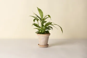 Fleur ruukku aluslautasella 2 osaa - Rosa, Ø16 cm - Bergs Potter