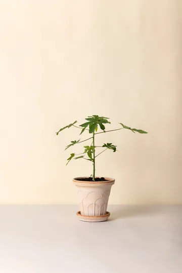 Fleur ruukku aluslautasella 2 osaa - Rosa, Ø21 cm - Bergs Potter