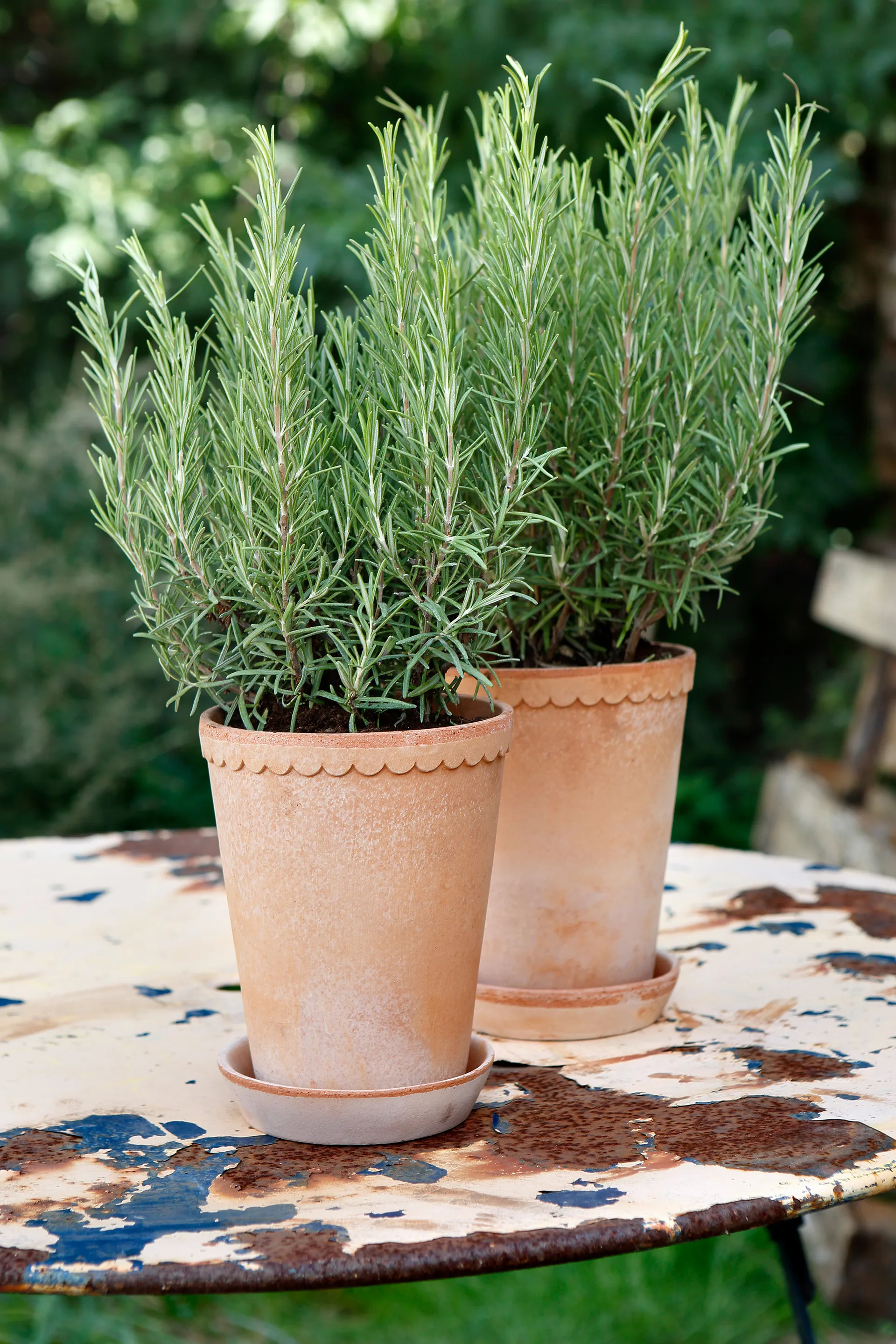 Helena ruukku korkea Ø 14 cm, Vaaleanpunainen Bergs Potter