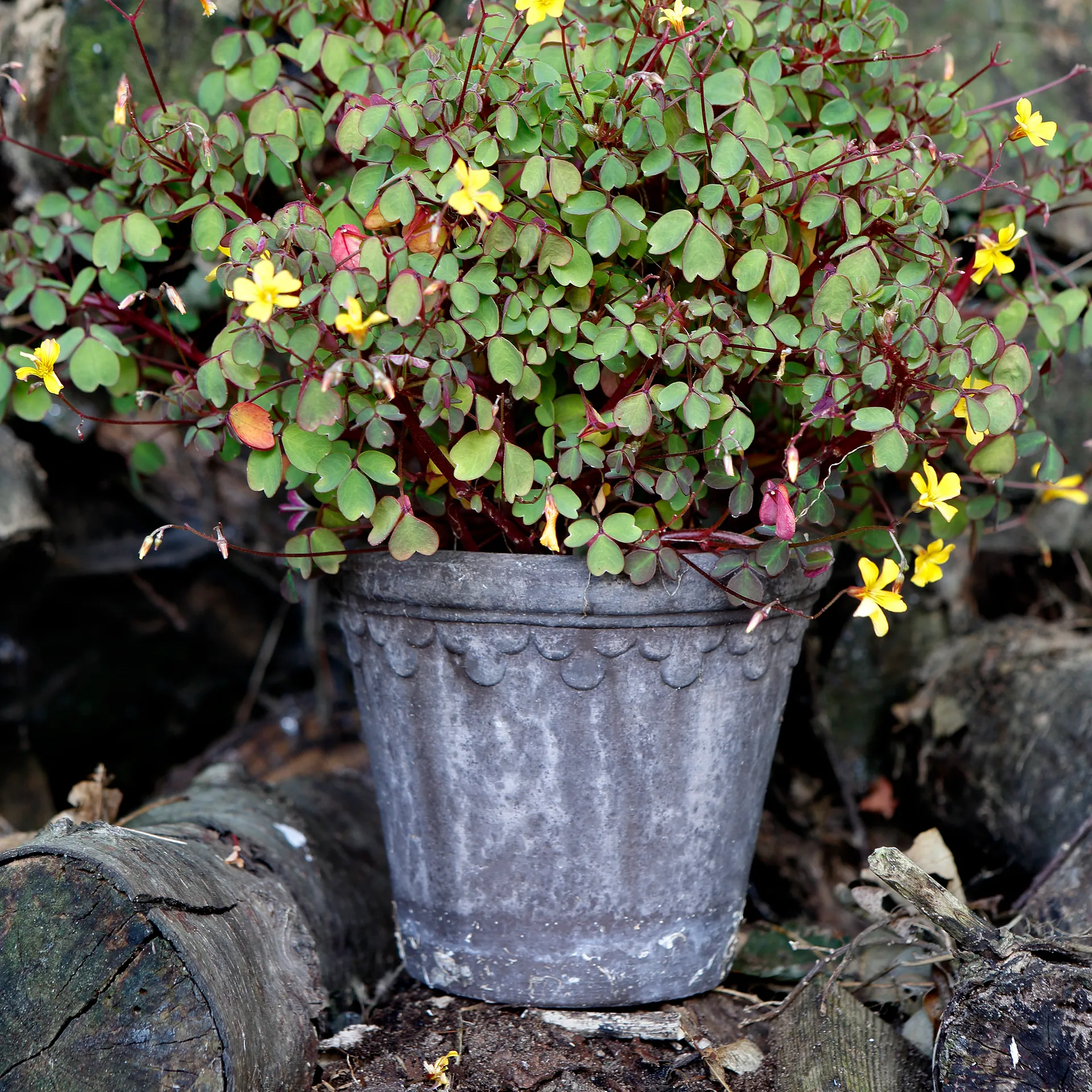 Københavner ruukku Ø16 cm, Harmaa Bergs Potter