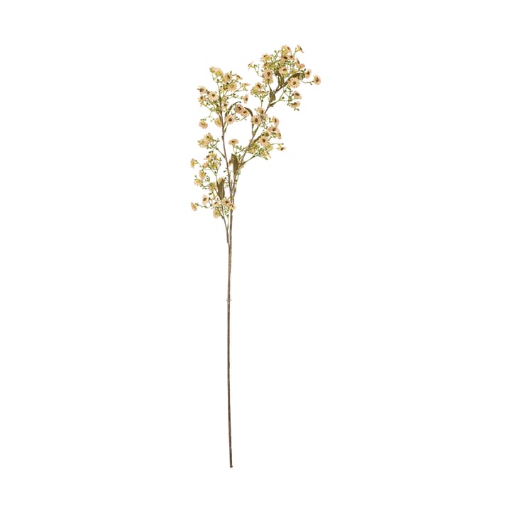 Stem vahakukka, Valkoinen Bloomingville