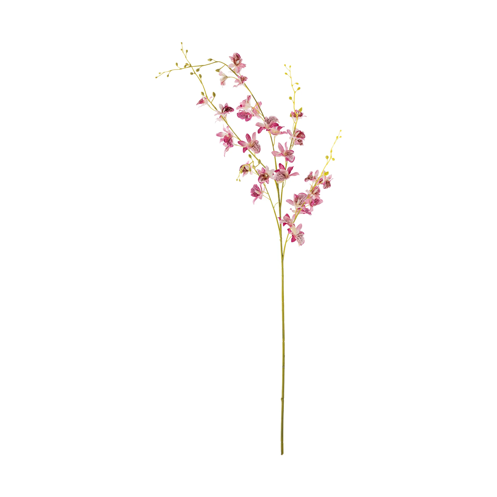 Varresta orkidea ja vaha kukka., Pinkki Bloomingville