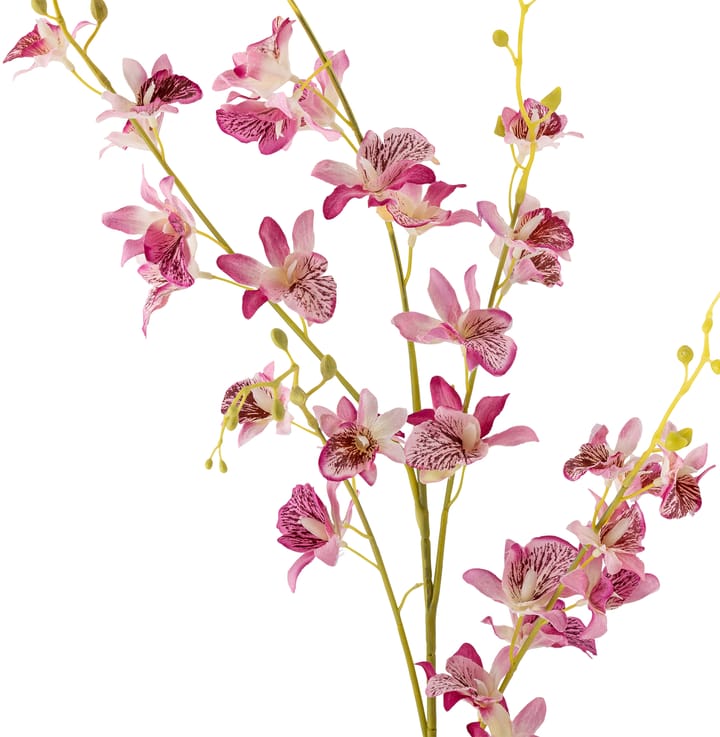Varresta orkidea ja vaha kukka., Pinkki Bloomingville