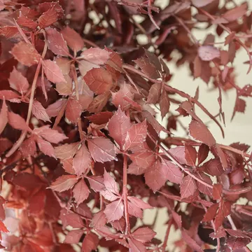 Burgundy Maple Branch tekokimppu - 107 cm, 4 kpl - Botané