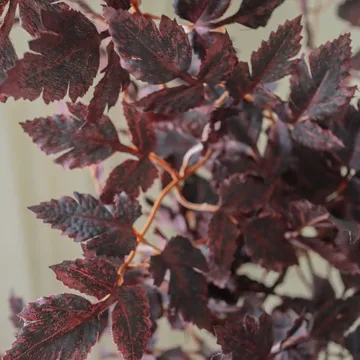 Burgundy Plum Leaves tekokimppu - Punainen, 85 cm, 1 kpl - Botané