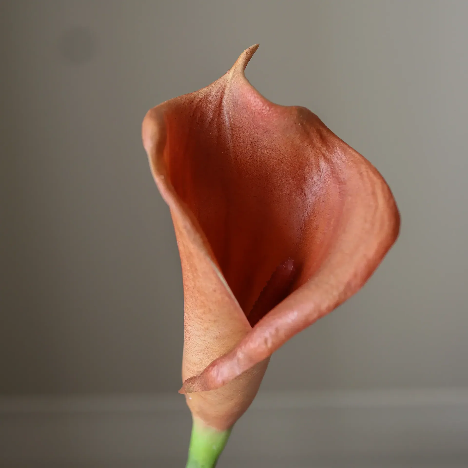 Calla-lilja tekokukkakimppu, Ruskea, 62 cm, 8 kpl Botané