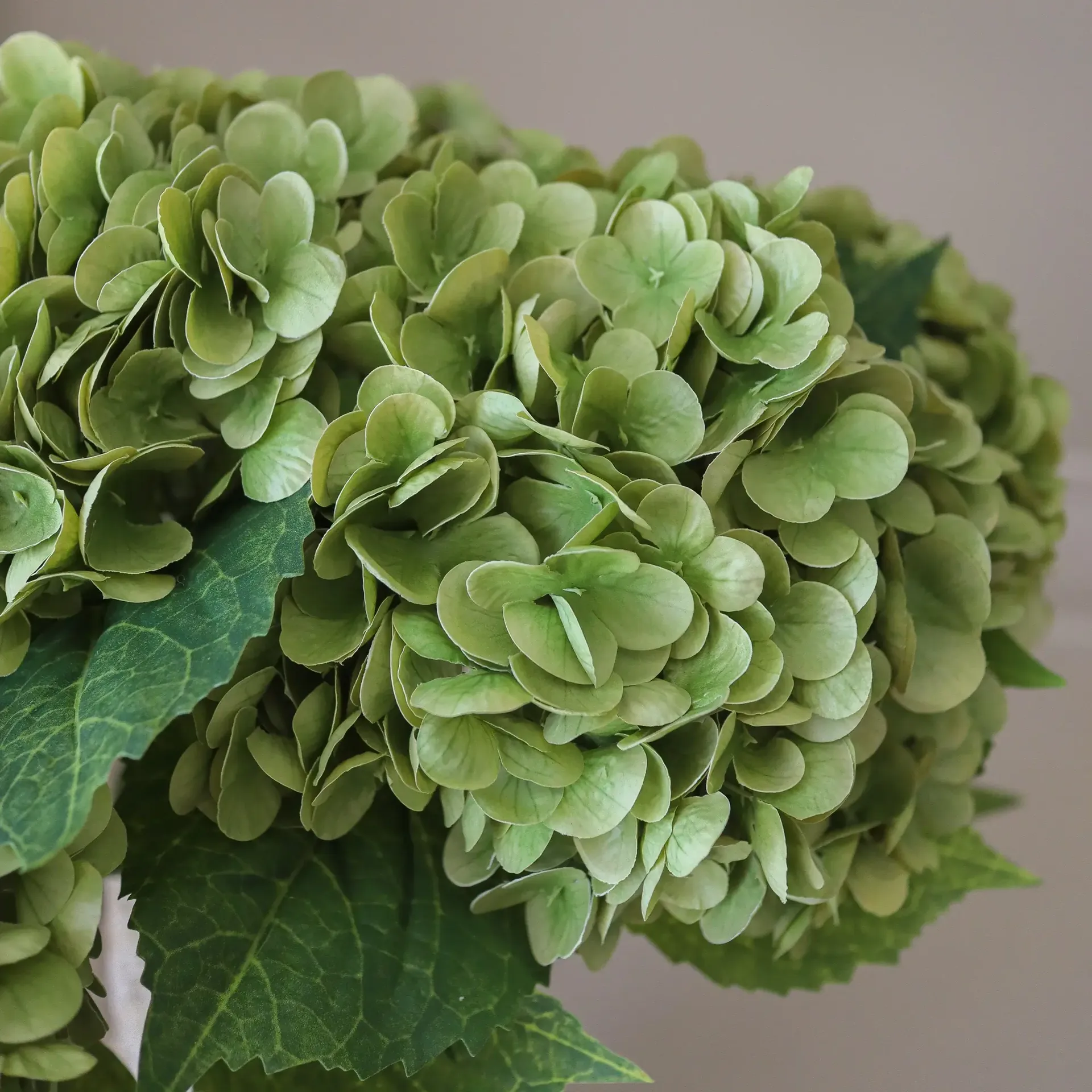 Hortensia tekokimppu, Moss green, 51 cm, 6 kpl Botané