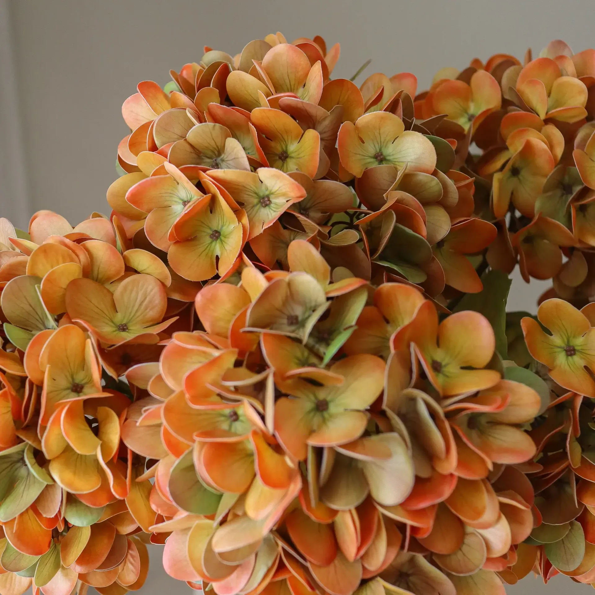 Hortensia tekokimppu, Oranssi, 60 cm, 6 kpl Botané