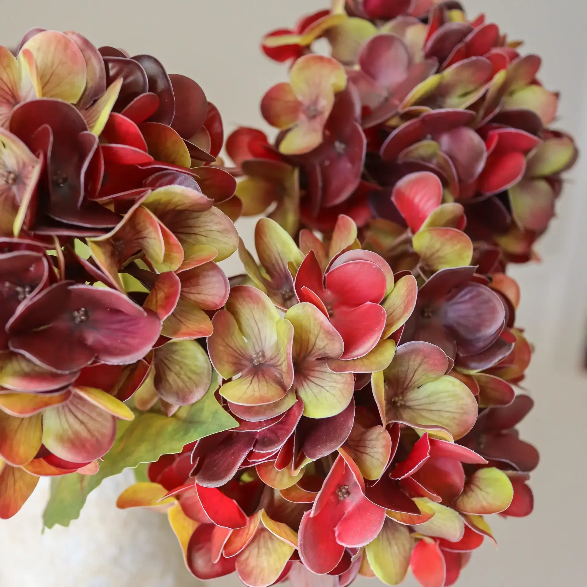 Hortensia tekokimppu, Syvä burgundy, 60 cm, 6 kpl Botané