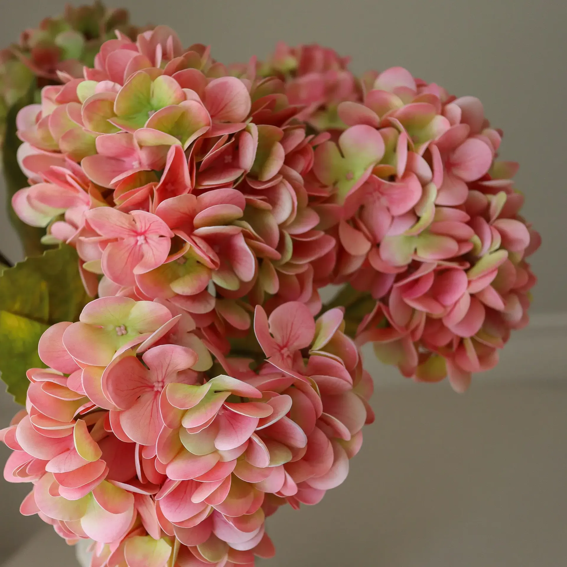Hortensia tekokimppu, Vaaleanpunainen, 60 cm, 5 kpl Botané