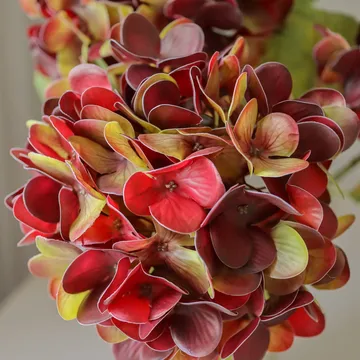 Hortensia tekokukka - Deep burgundy, 60 cm, 1 kpl - Botané