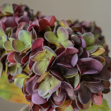 Hortensia tekokukka - Hillitty violetti, 60 cm, 1 kpl - Botané