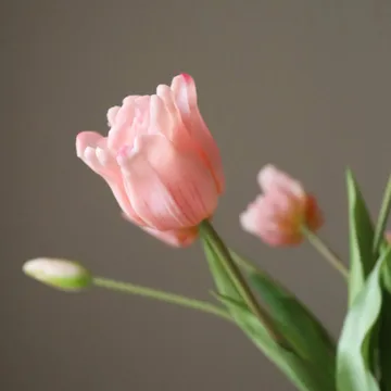 Tekotulppaanikimppu triumph - Vaaleanpunainen, 10 kpl - Botané