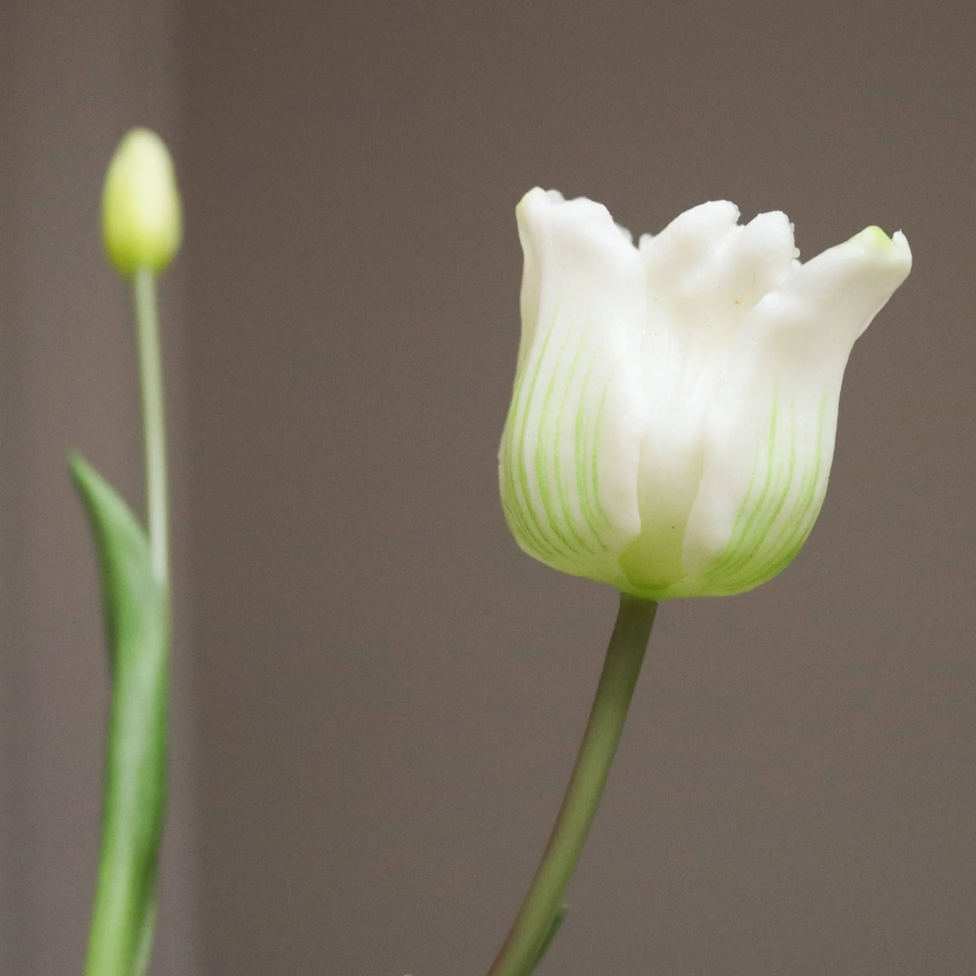 Tekotulppaanikimppu triumph, Valkoinen, 10 kpl Botané