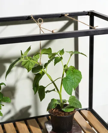 Grower Greens kasvikaappi - Musta, 81x137 cm - Brafab