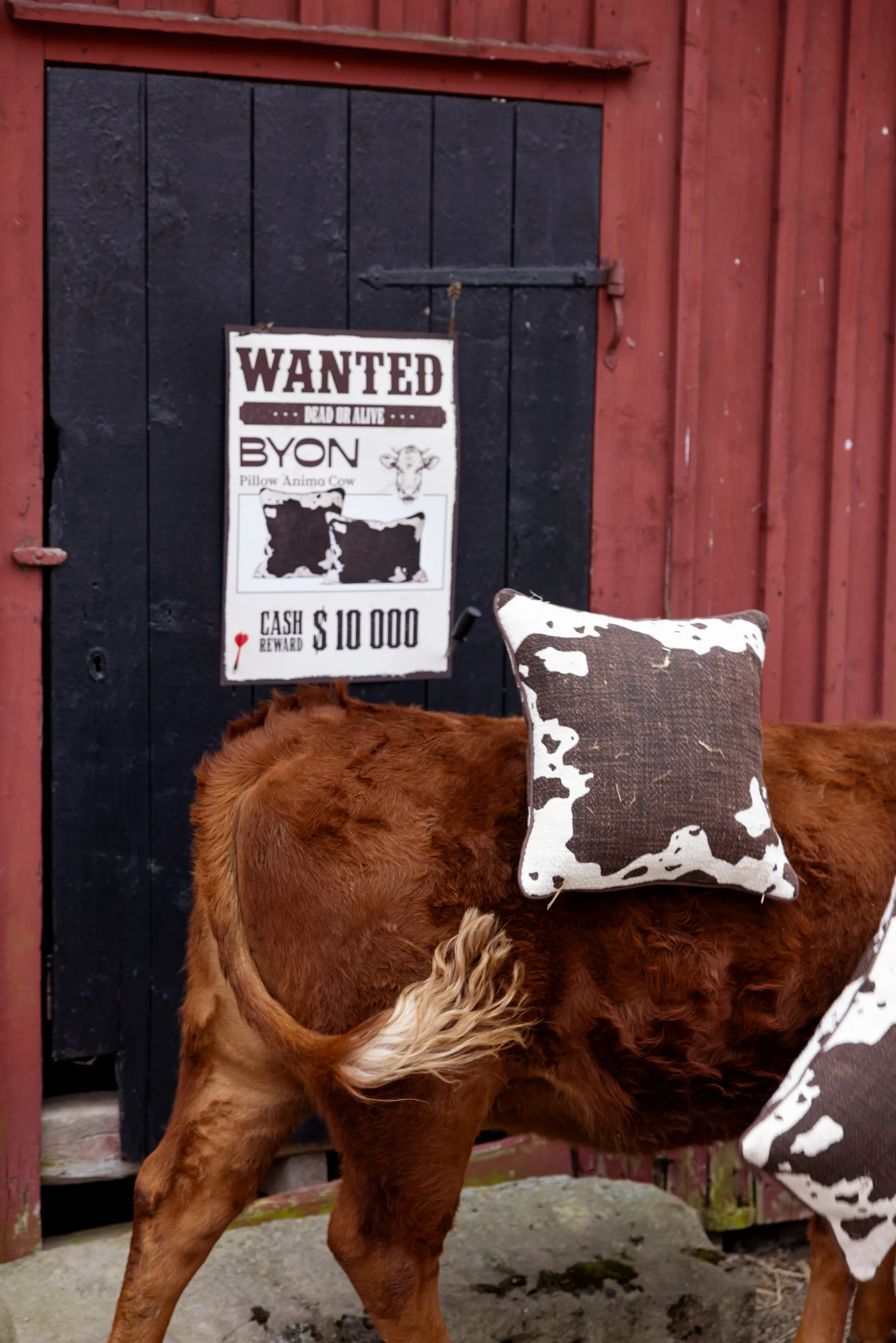 Anima tyyny M 50x50 cm, Lehmä Byon