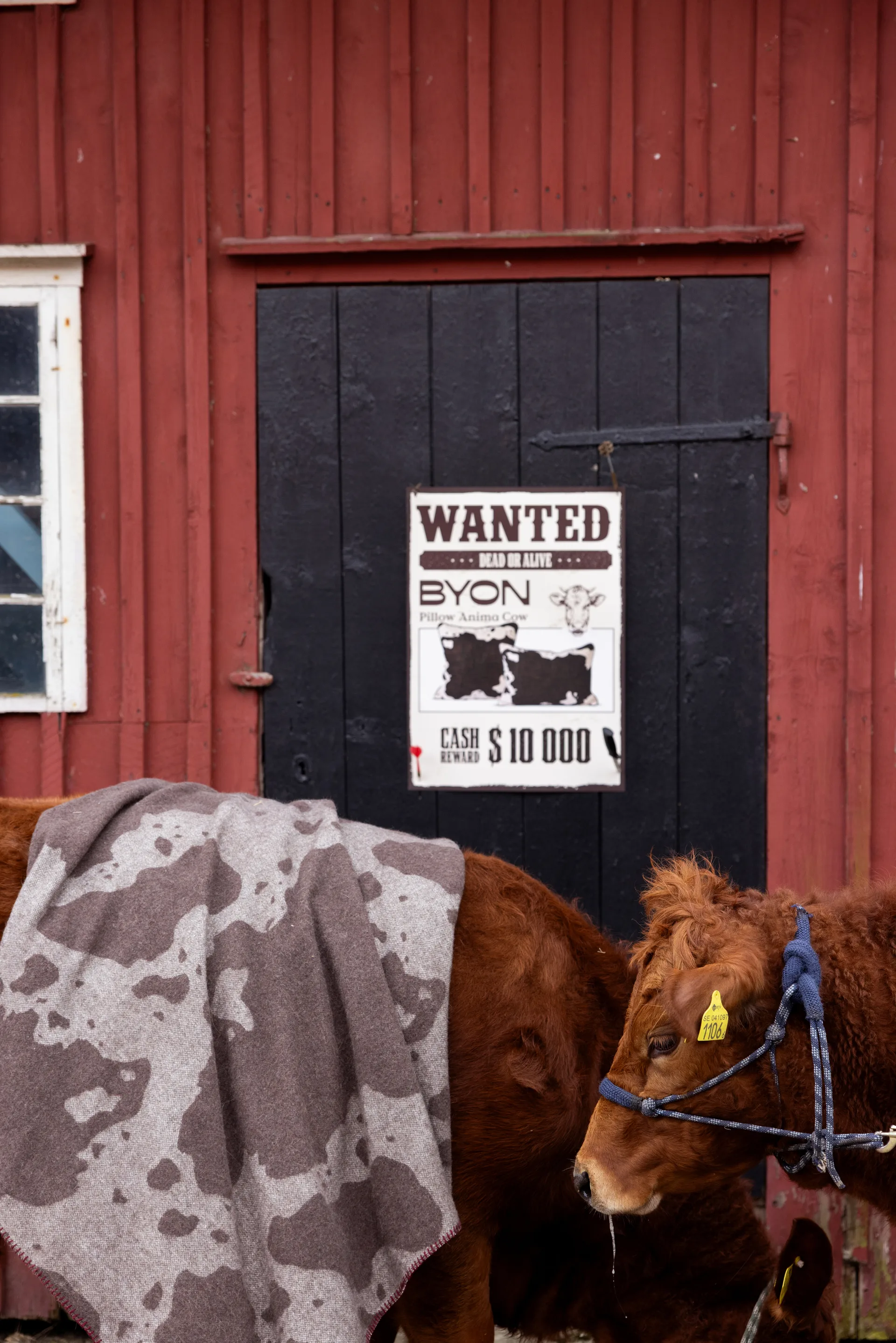 Anima viltti 130x200 cm, Lehmä Byon