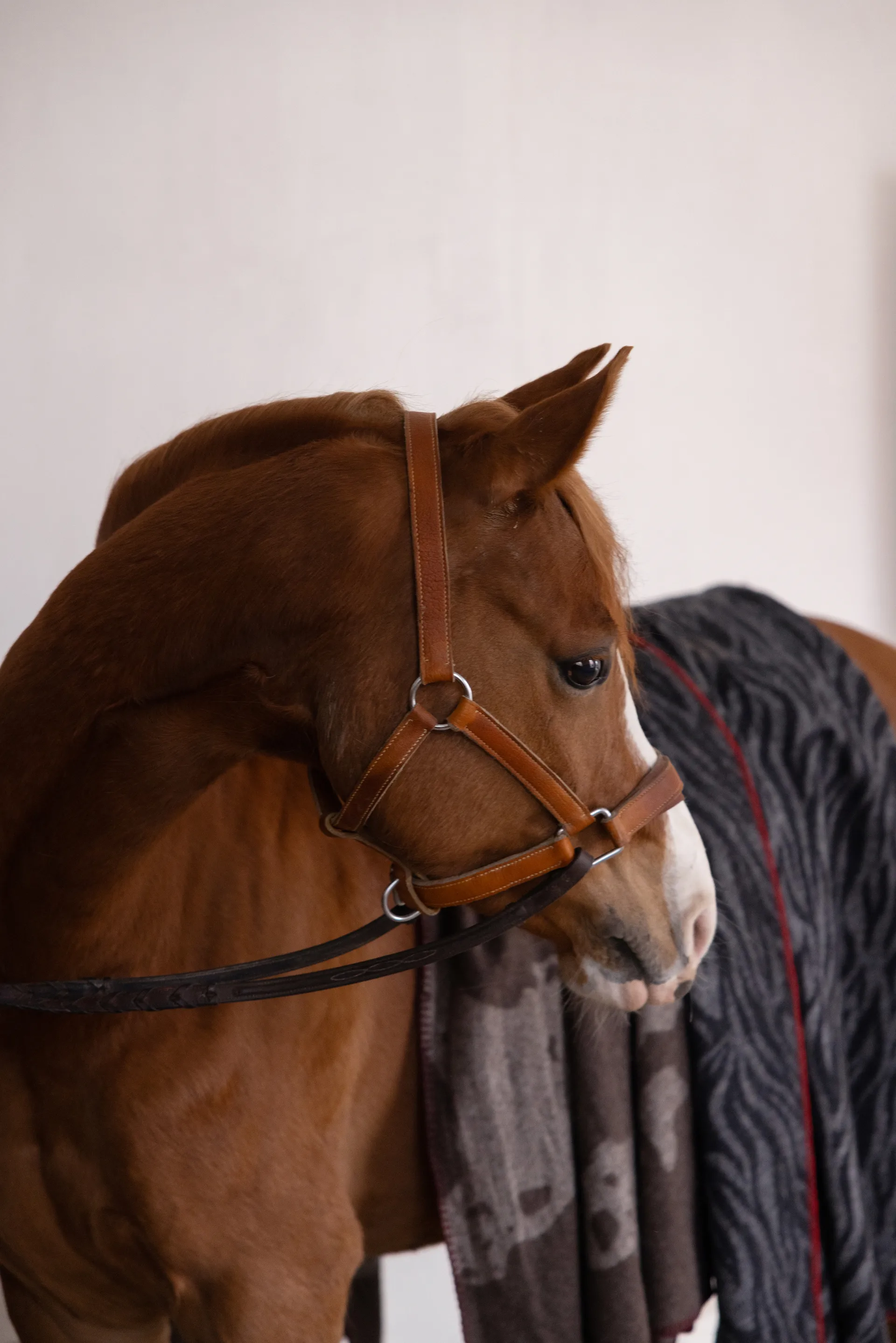 Anima viltti 130x200 cm, Zebra Byon