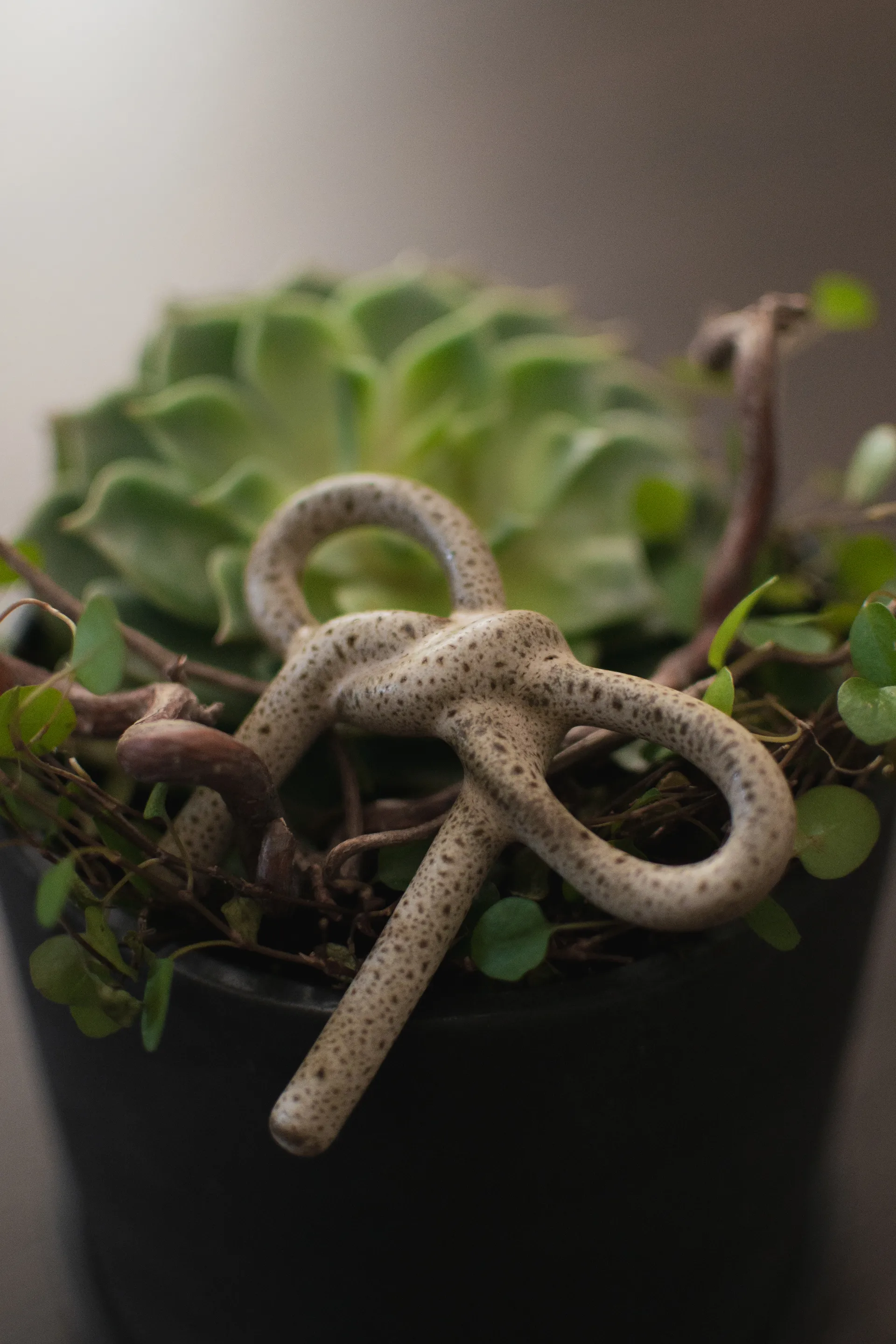 Bow kukkakoriste, Beige DBKD