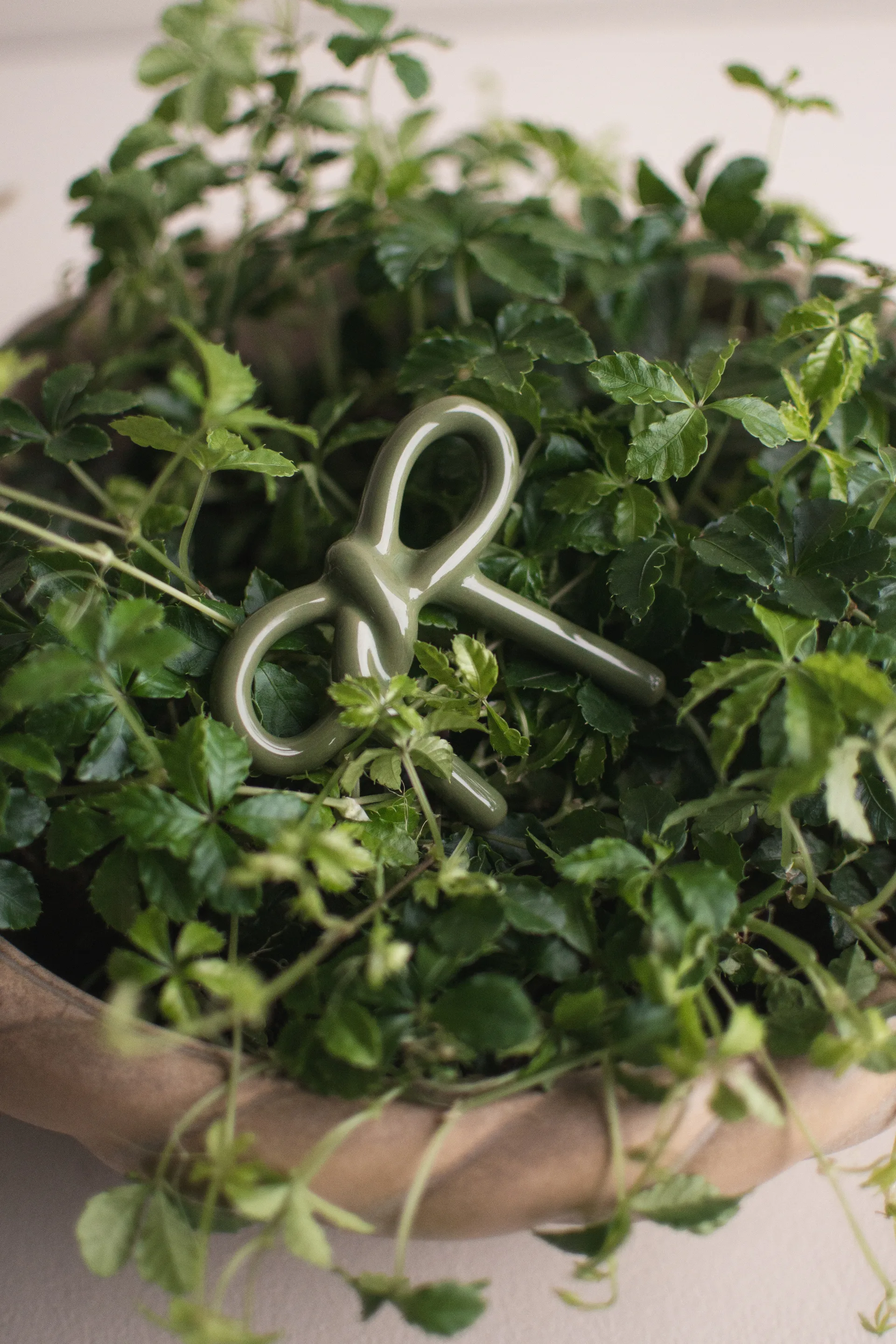 Bow kukkakoriste, Kiiltävä vihreä DBKD