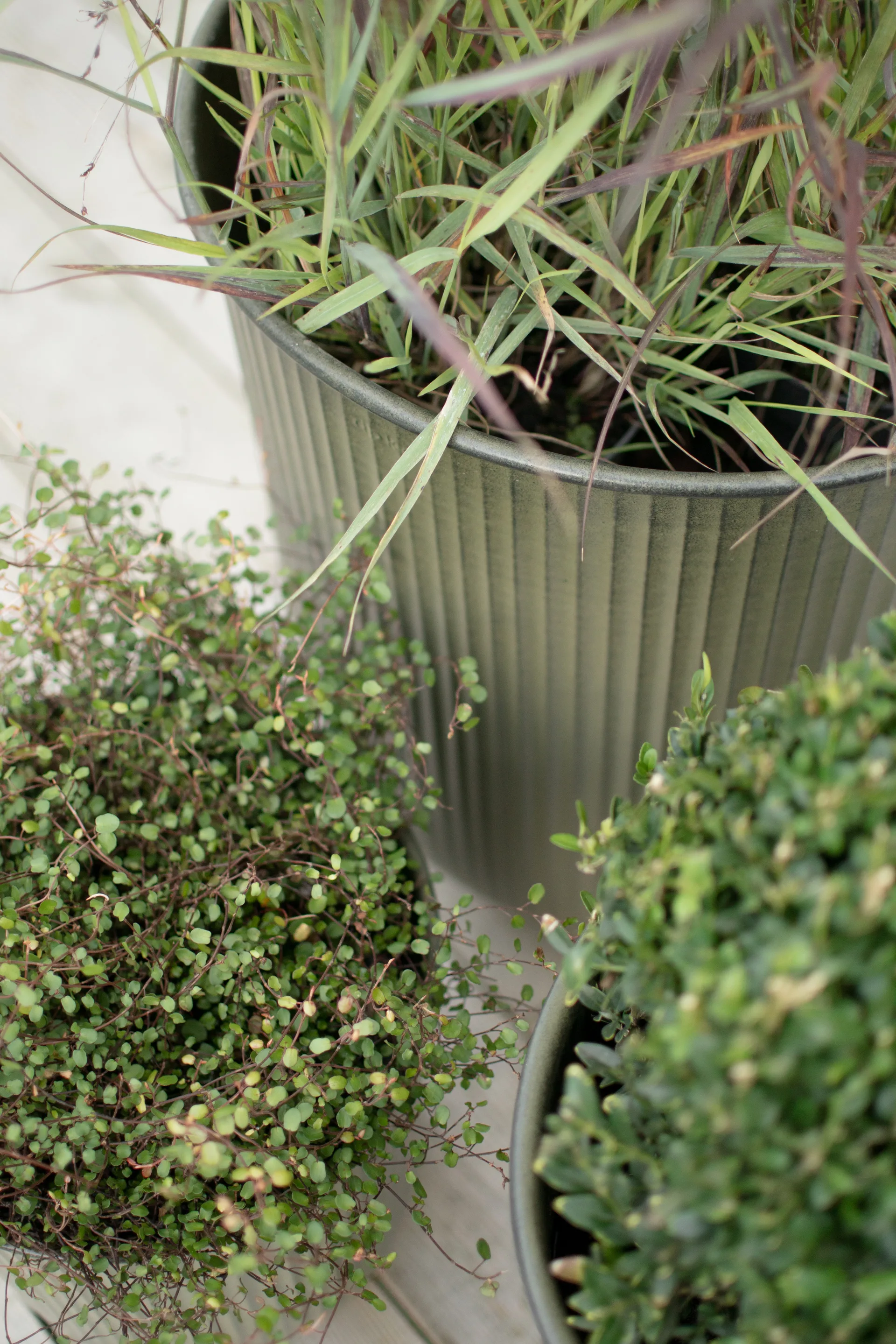 Out stripe -ruukku 3-pakkaus, Vihreä DBKD