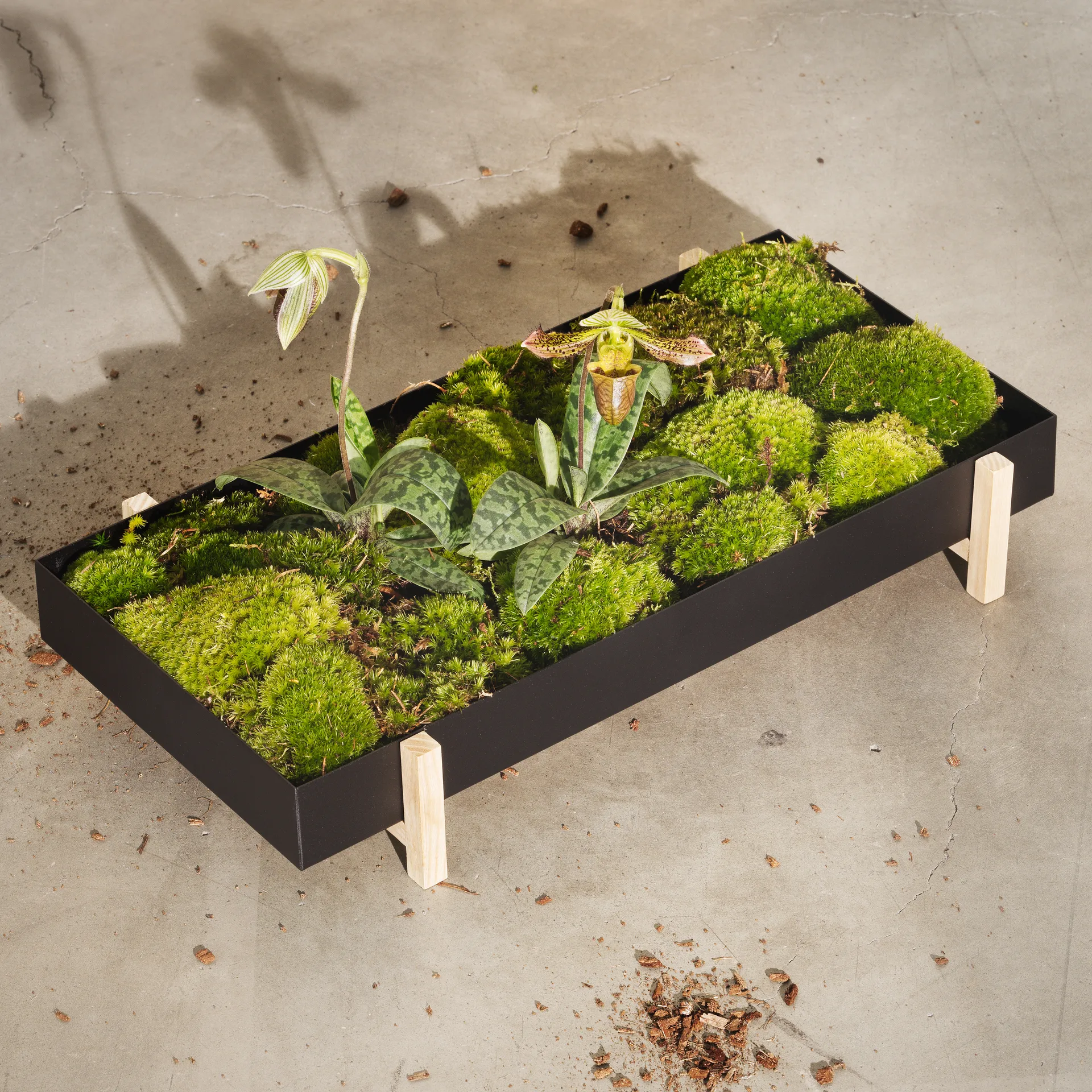 Botanic Flower Tray kukkatarjotin, musta Design House Stockholm