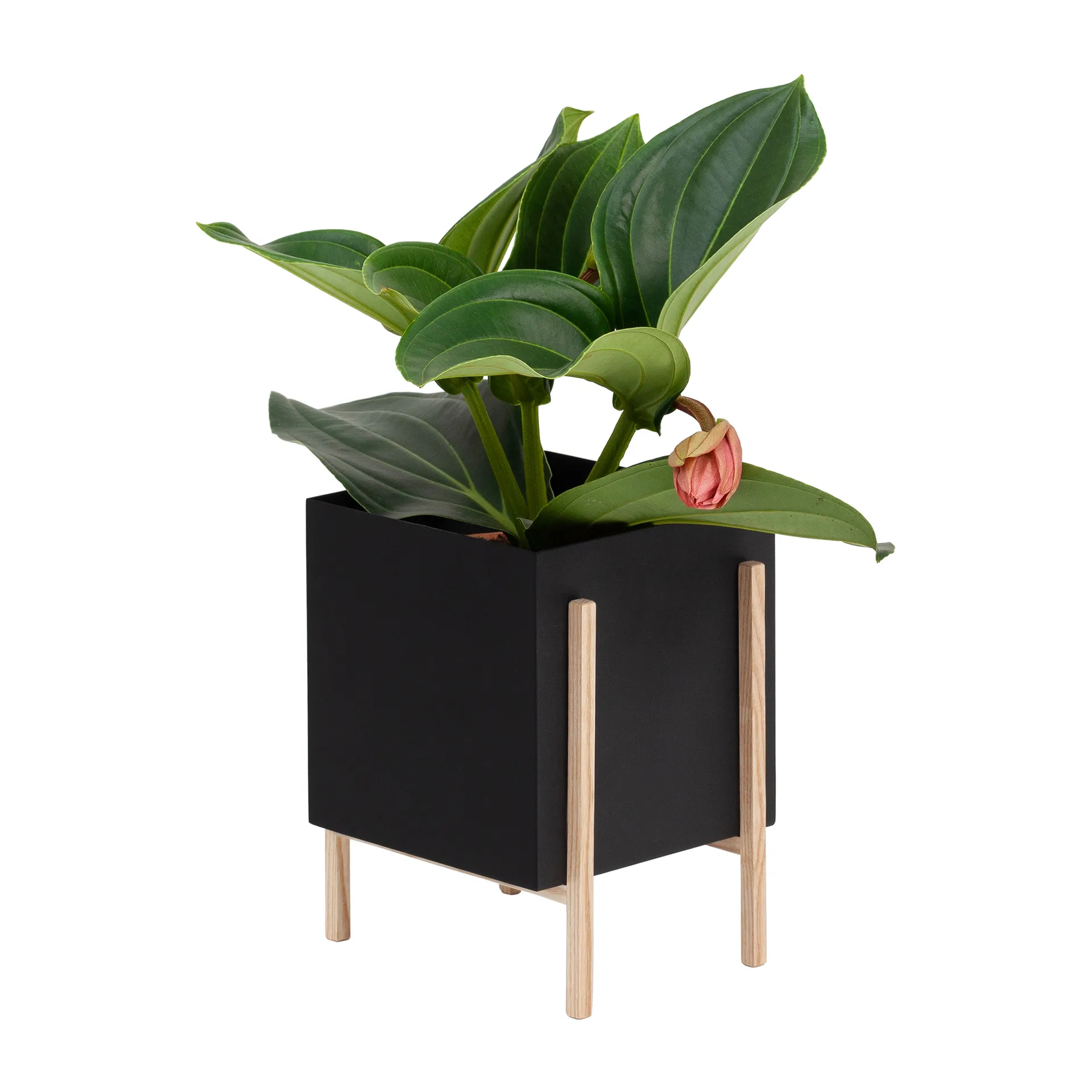 Botanic pot ruukku, Musta-saarni Design House Stockholm
