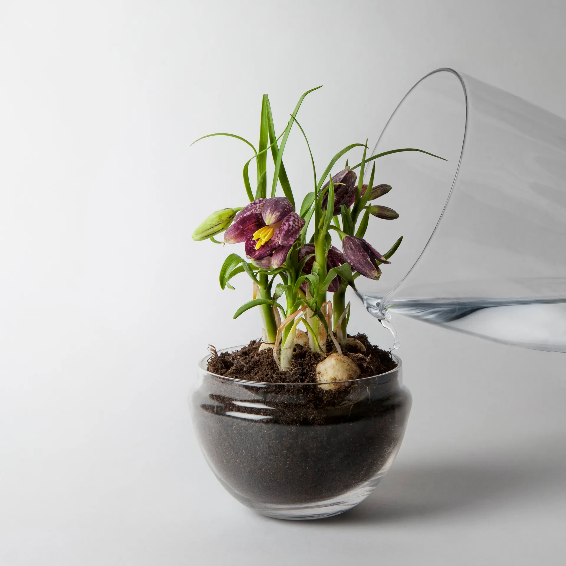Grow-idätysastia, Medium ø11 cm Design House Stockholm