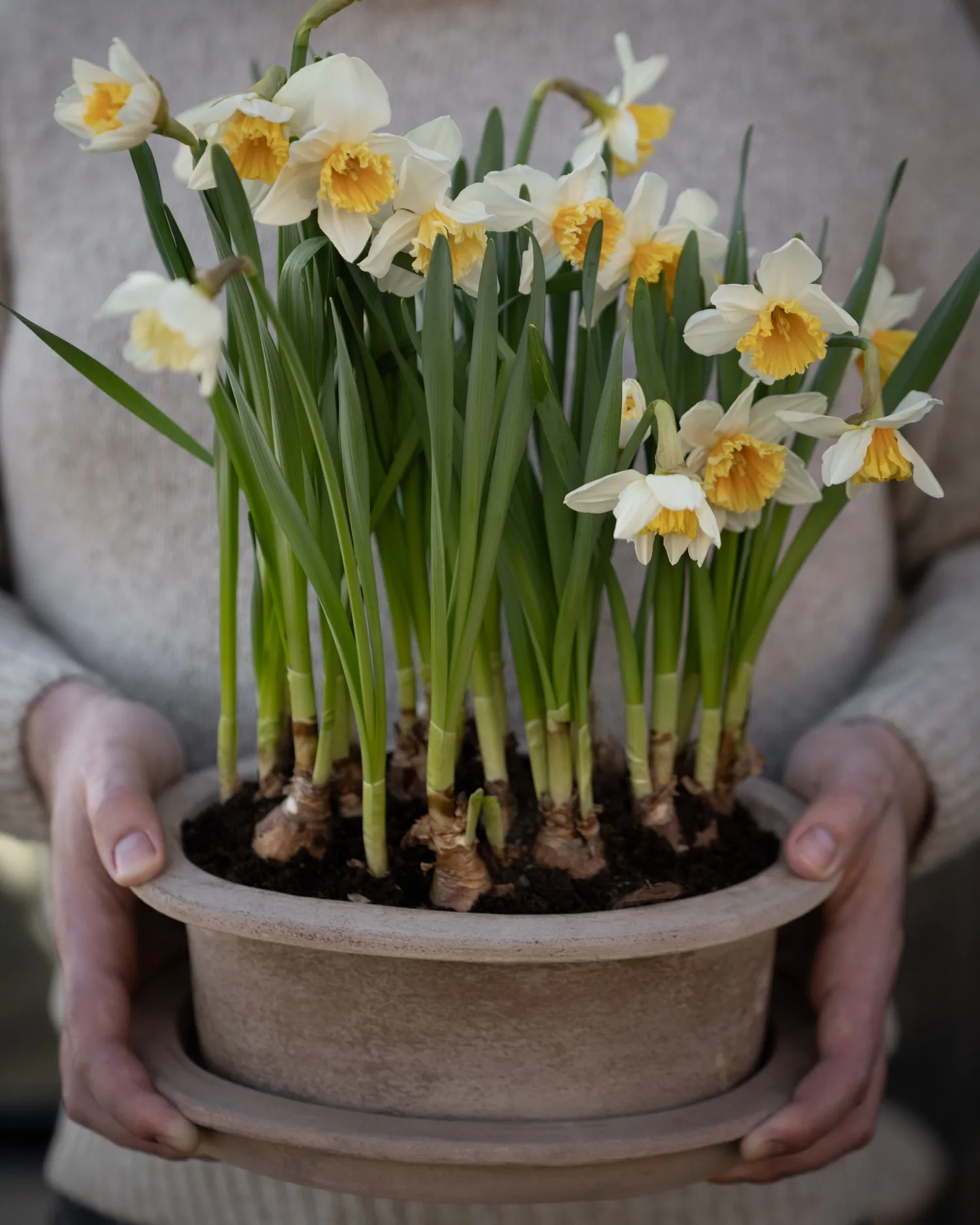 Ernst terrakotta ruukku ovaali 2 osaa, Ruskea ERNST