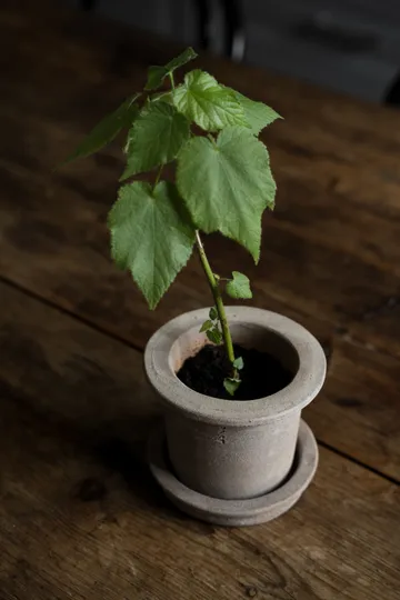 Ernst terrakottaruukku aluslautasella - Ø12×10 cm - ERNST