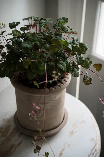 Ernst terrakottaruukku aluslautasella - Ø20×20 cm - ERNST