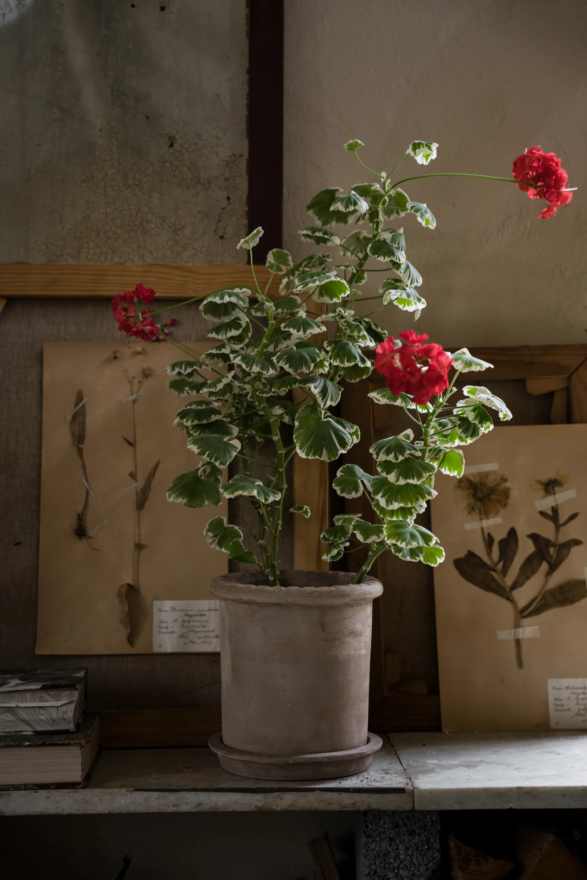 Ernst terrakottaruukku aluslautasella, Ø20×20 cm ERNST