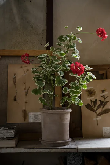 Ernst terrakottaruukku aluslautasella - Ø20×20 cm - ERNST