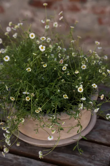 Ernst terrakottaruukku aluslautasella - Ø33×12 cm - ERNST