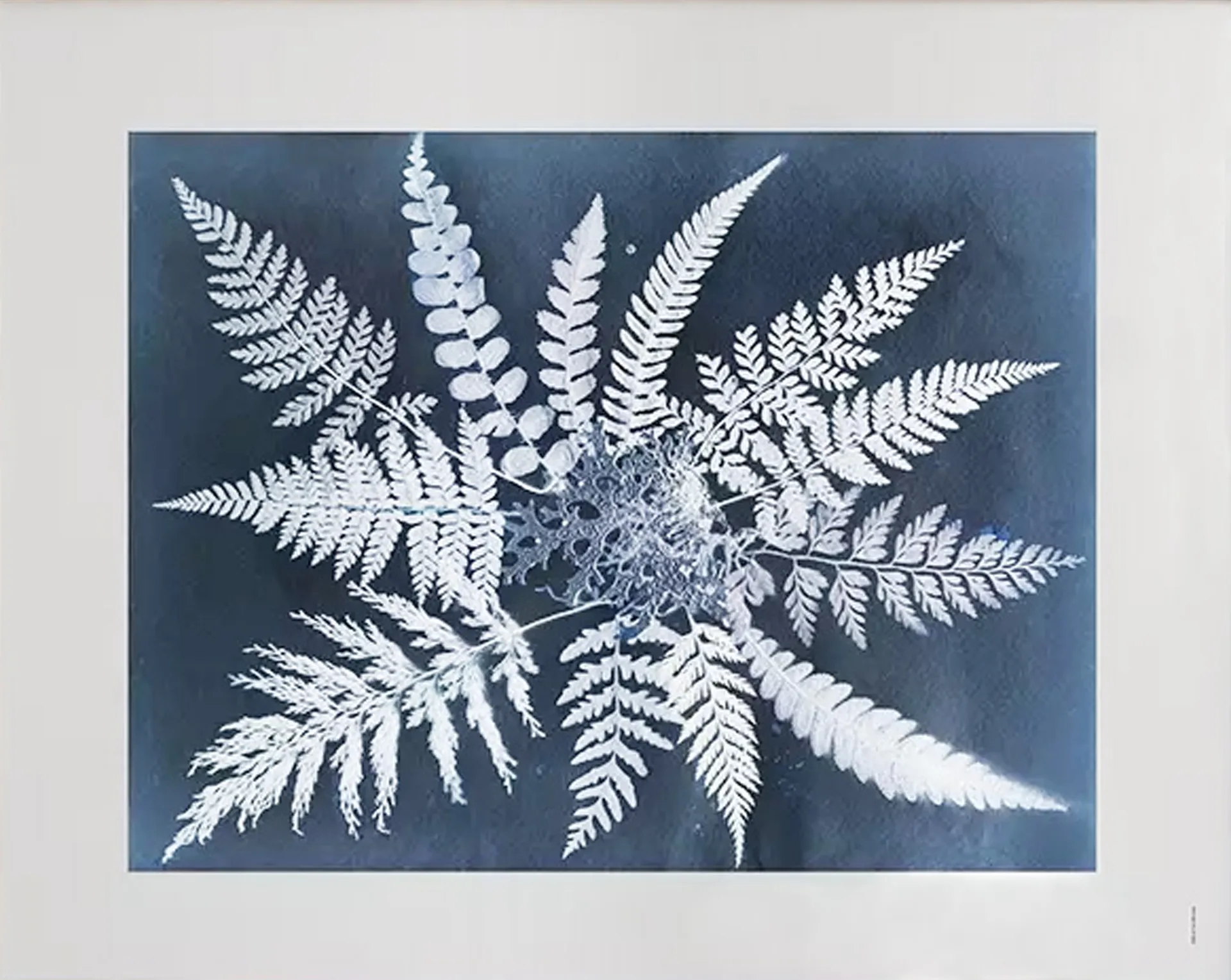 Fern star -juliste, 40 x 50 cm Fine Little Day