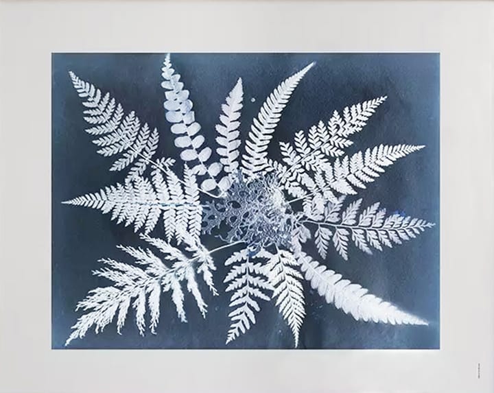 Fern star -juliste - 40 x 50 cm - Fine Little Day