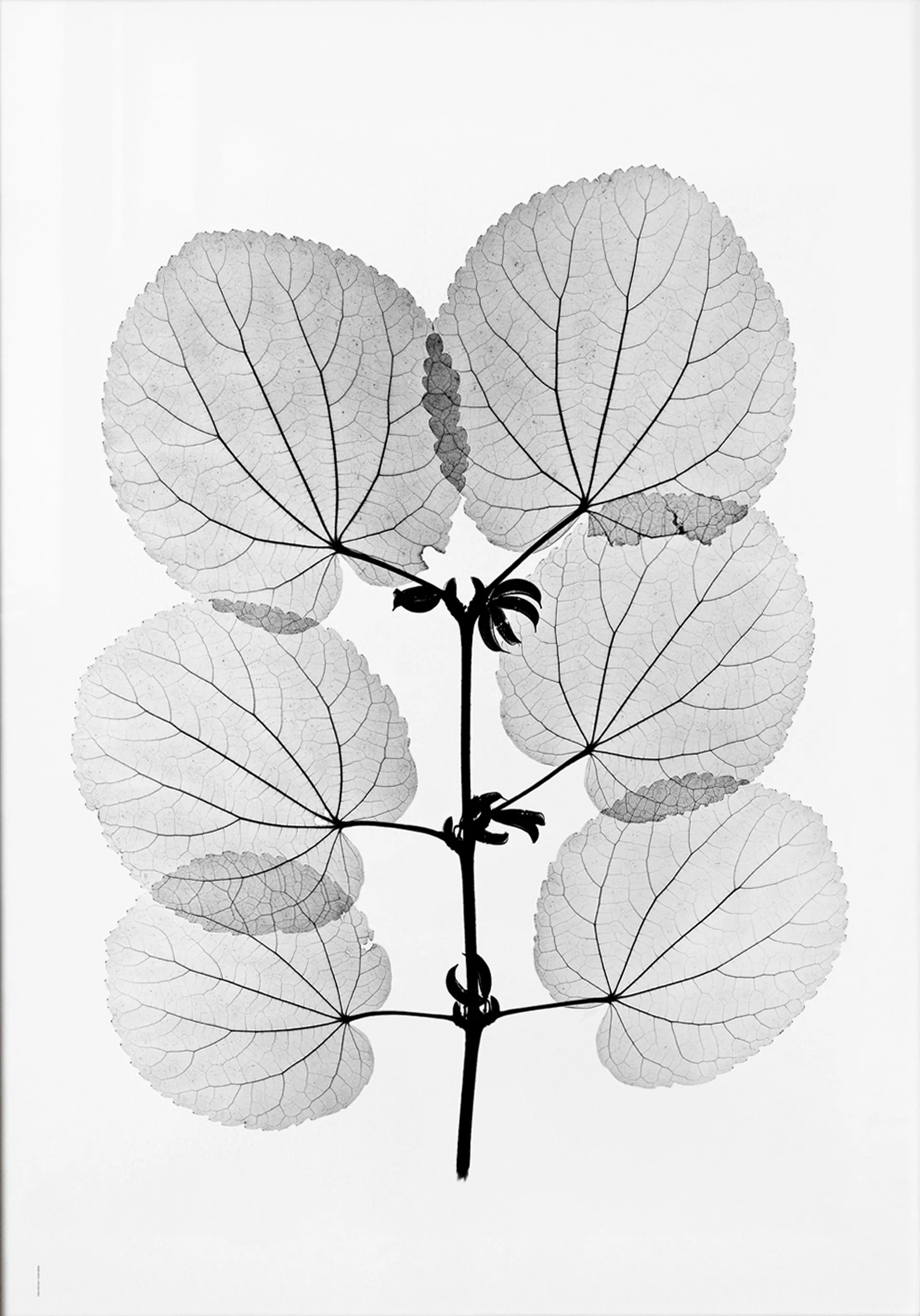 Katsura juliste, 70 x 100 cm Fine Little Day