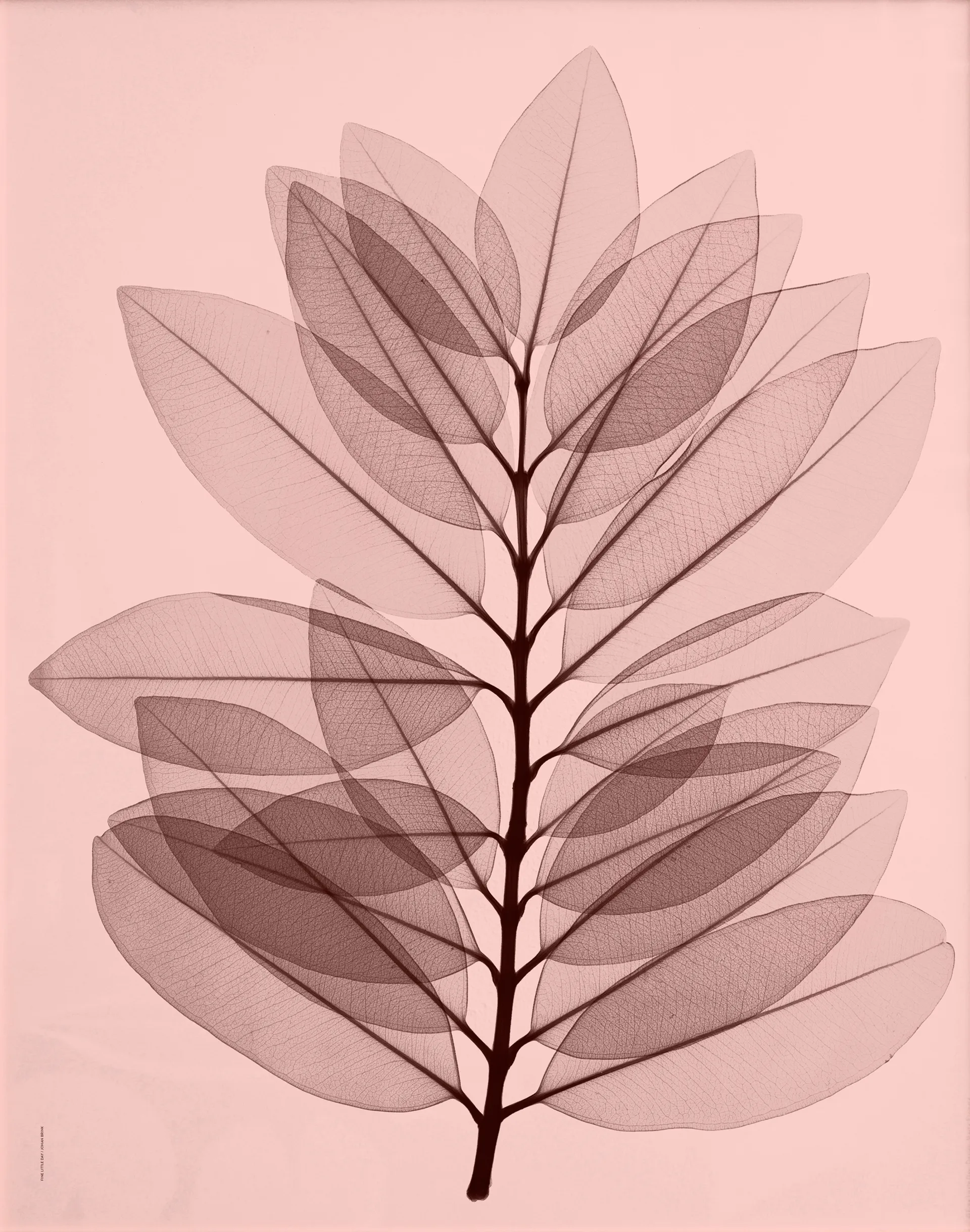 Metrosideros excelsea -juliste, 40 x 50 cm Fine Little Day