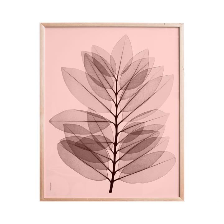 Metrosideros excelsea -juliste, 40 x 50 cm Fine Little Day