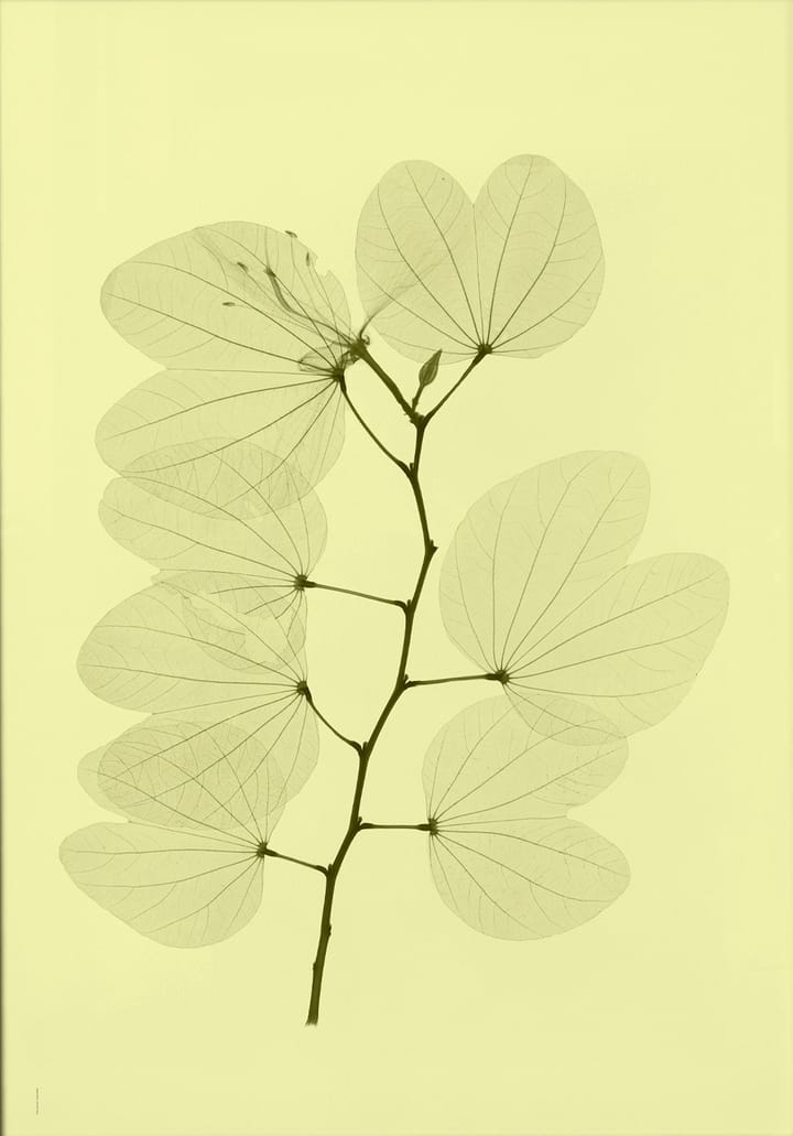 Orkidebauhinia juliste, 70 x 100 cm Fine Little Day
