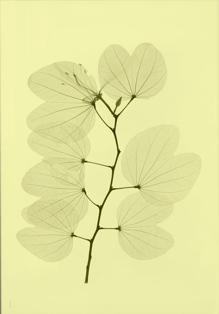 Orkidebauhinia juliste - 70 x 100 cm - Fine Little Day